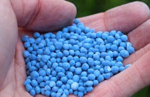Blaukorn Nährstoffe Pflanzen