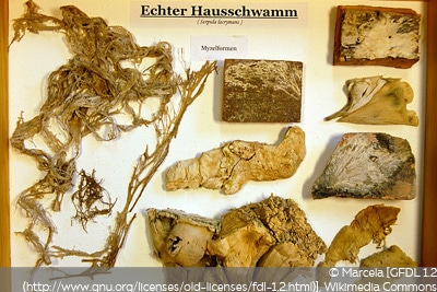 Echter Hausschwamm