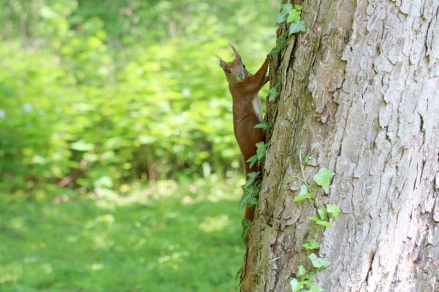 Eichhörnchen Feinde