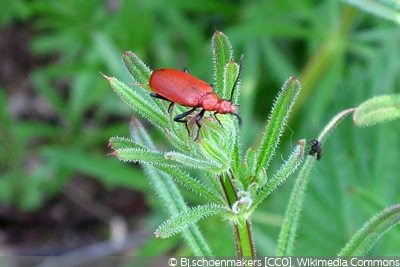 Feuerkäfer Pyrochroa rote Käfer