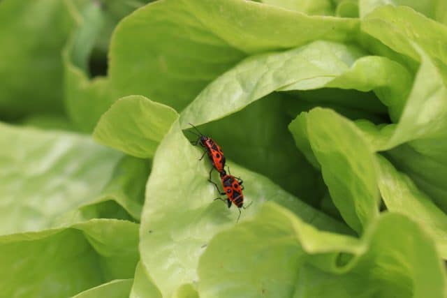 Feuerwanzen rote Käfer