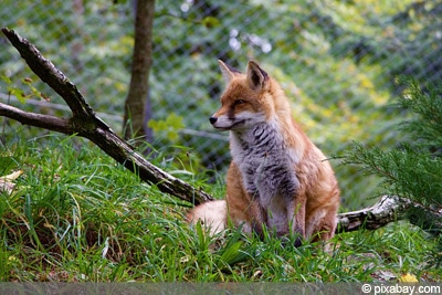 Fuchs Feinde Eichhörnchen