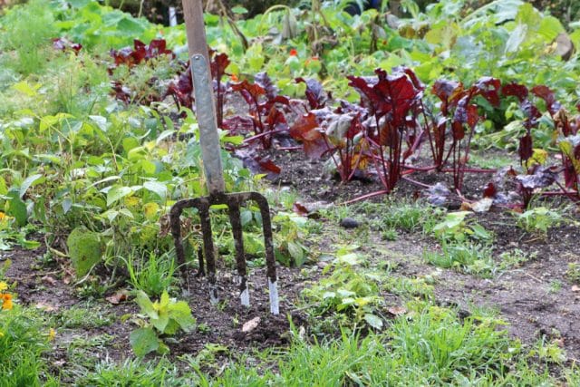 Fruchtfolge Gemüsegarten