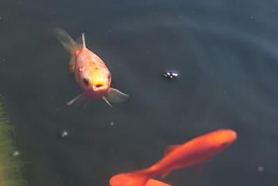 Goldfische schnappen nach Luft