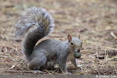 Grauhörnchen