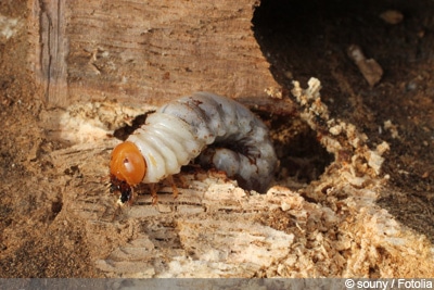 Hylotrupes bajulus