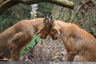 Luchs