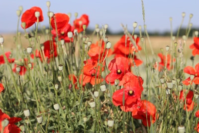 Mohn