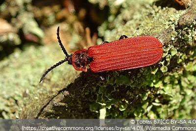 Rotdeckenkäfer (Lycidae)