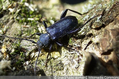 Scheibenbock