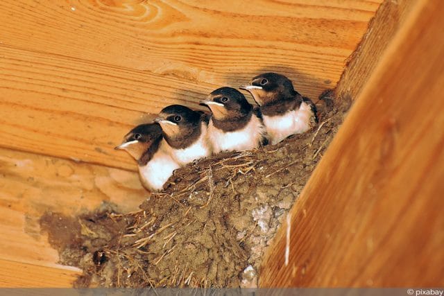 Vogelnest umsetzen