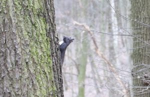 Eichhörnchen füttern