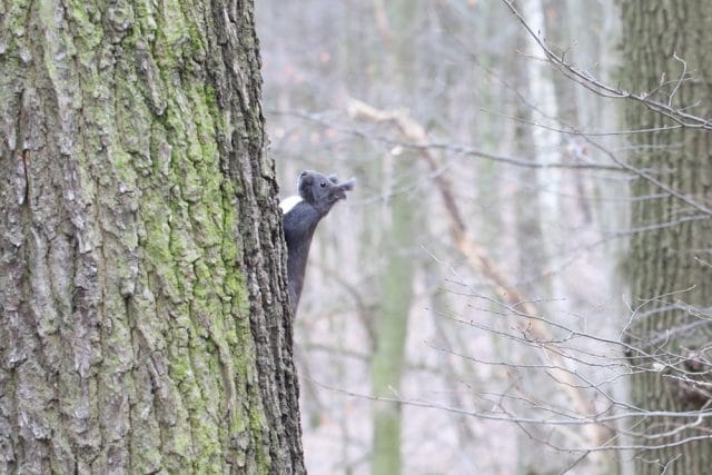 Eichhörnchen füttern