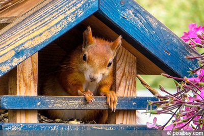 Eichhörnchen füttern