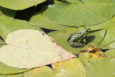 Frosch