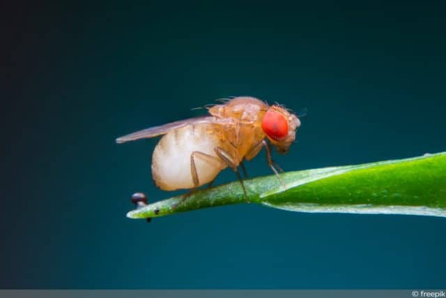 Fruchtfliege Minifliege Essigfliegen