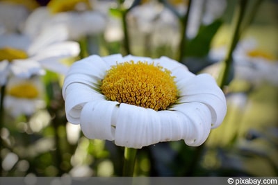 verblühte Blüten