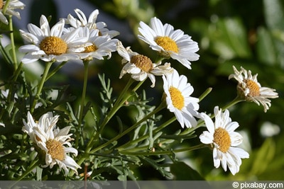 Leucanthemum