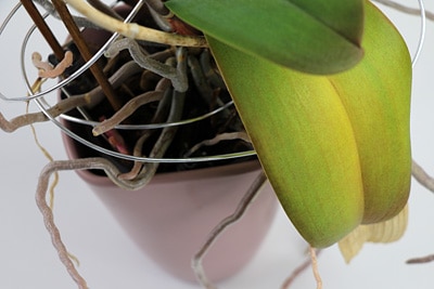 Orchidee Blätter