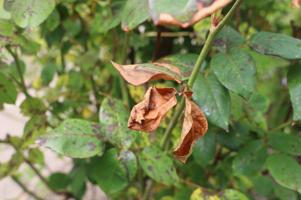 Sich rosenblätter ein rollen Rosenkrankheiten Â»