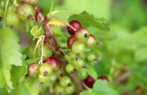 Stachelbeeren reif