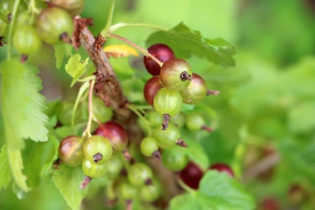 Stachelbeeren reif