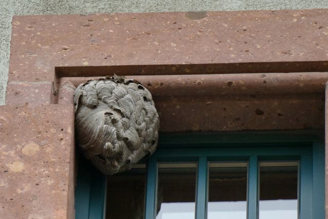 Wespennest entfernen