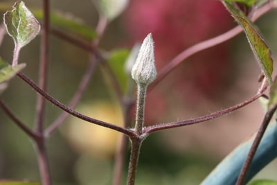 Clematis Blütezeit