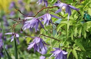 Alpen-Waldrebe Clematis Blütezeit