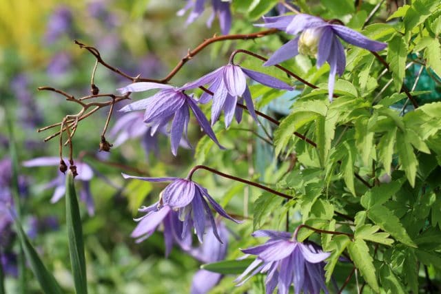 Alpen-Waldrebe Clematis Blütezeit