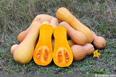 Butternut Kürbis