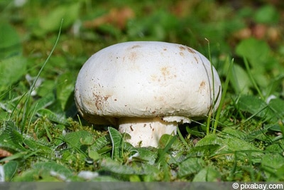 Champignon