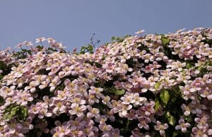 Clematis montana