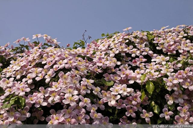 Clematis montana