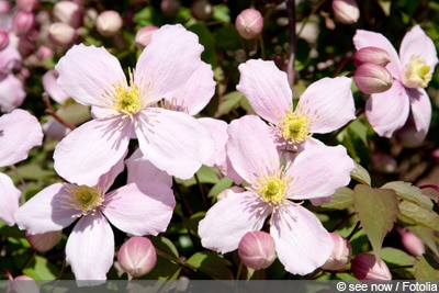 Clematis montana