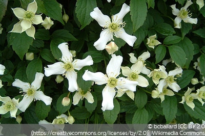 Clematis montana