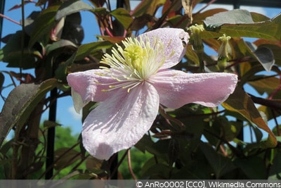 Clematis montana