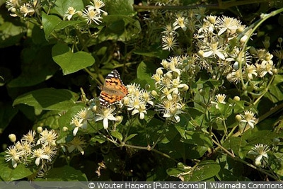 Gewöhnliche Waldrebe (Clematis vitalba)