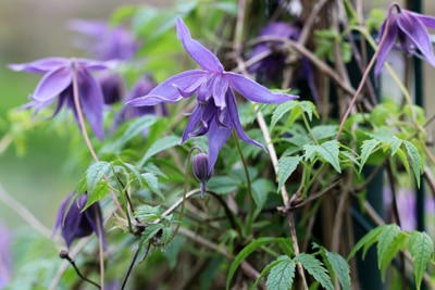 Großblumige Waldrebe