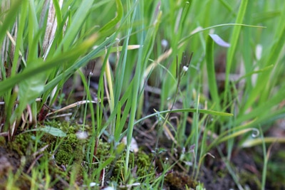 Allium tuberosum