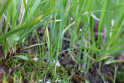 Allium tuberosum