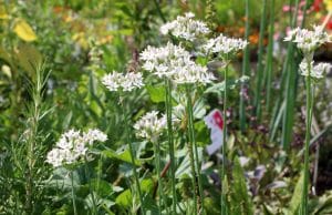 Allium tuberosum