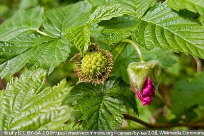 Lachsbeere Beerensorten