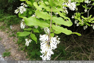 Ligustrum obtusifolium