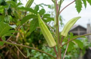 Okra-Schoten