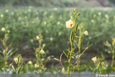 Okra-Schoten