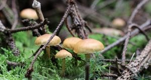 Pilze