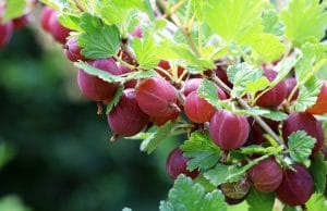 Stachelbeeren düngen