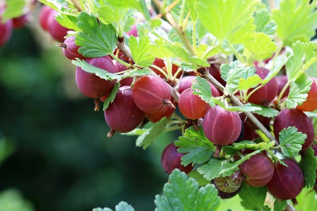 Stachelbeeren düngen