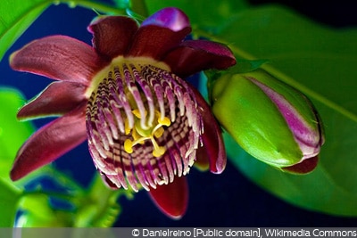 Yellow Glands Passiflora